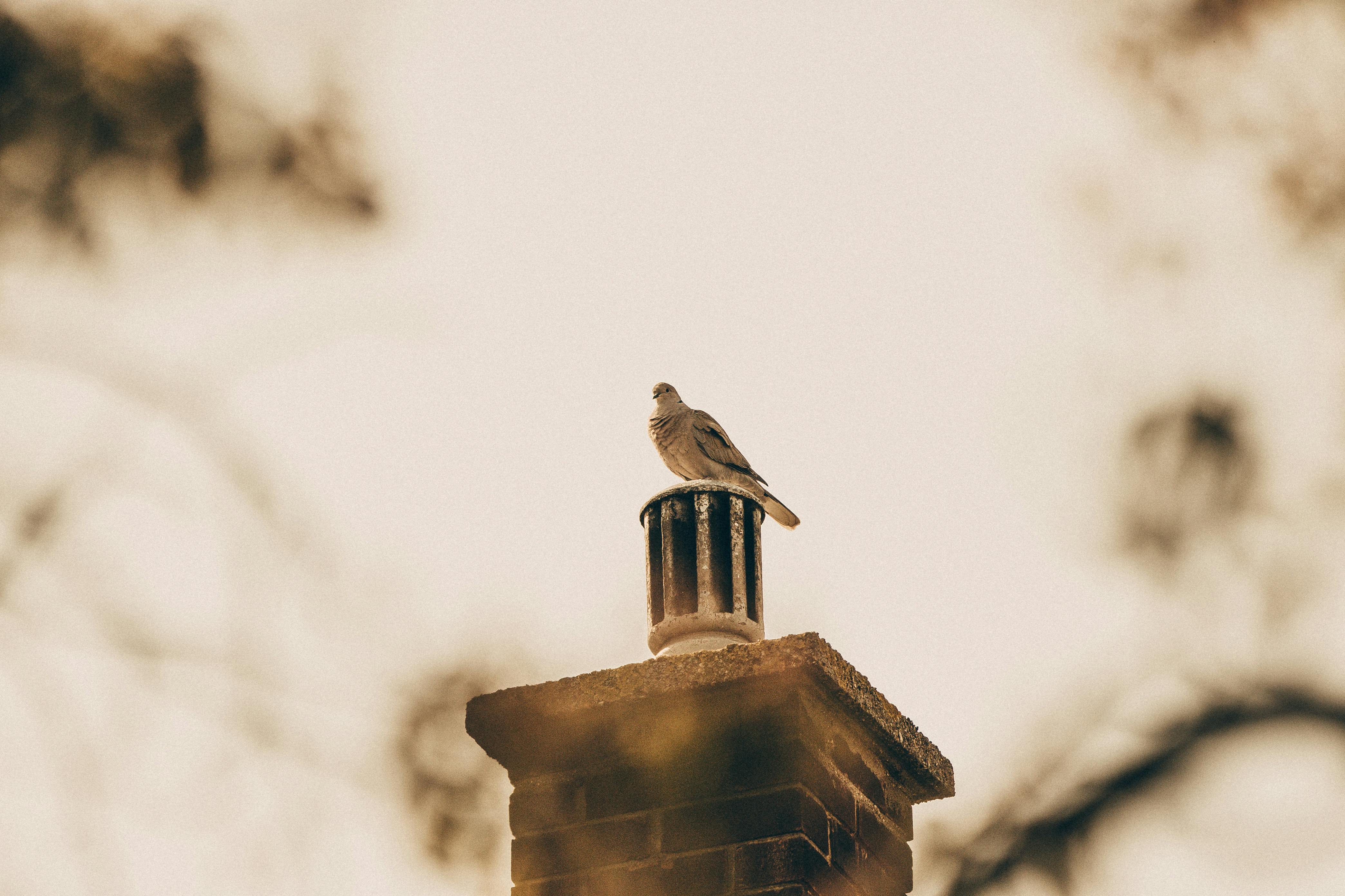 Quality Chimney Caps and Dampers Installation in Tewksbury, MA Professional Chimney Cap and Damper In Tewksbury Massachusetts